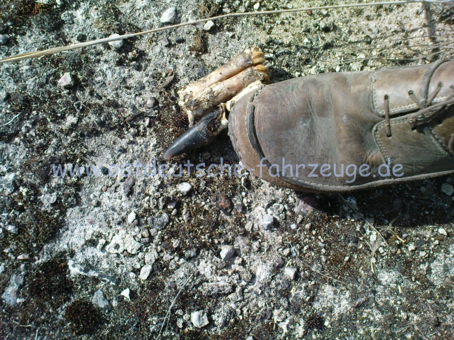 Plötzlich findet Steff die Reste einer Leiche.